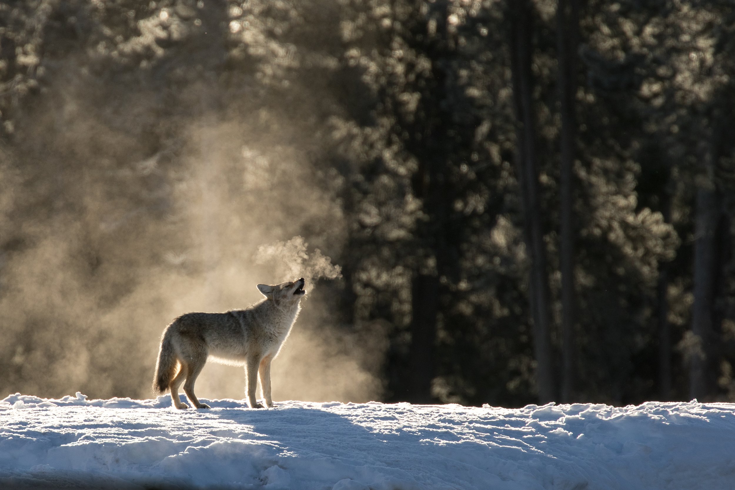 Coyote hunting tips